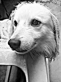 Close-up portrait of dog