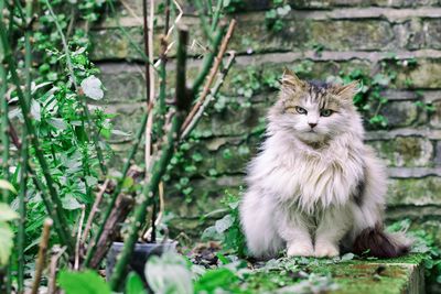 Portrait of cat sitting on plants