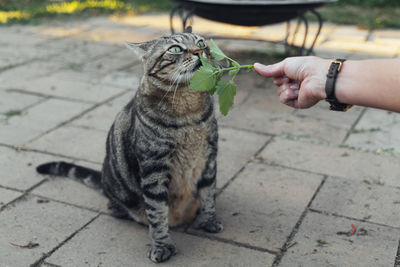 Close-up of cat sitting on footpath