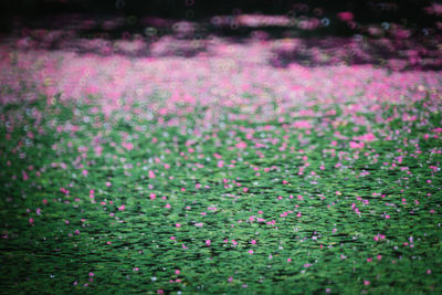 Close-up of plants growing on field