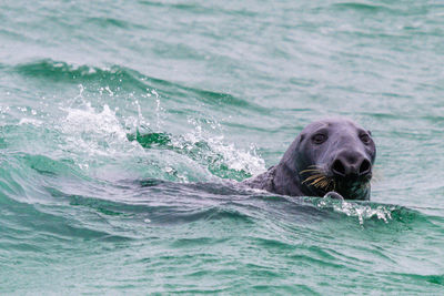 Sea lion swimming in sea