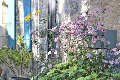 Purple flowering plants by window of building