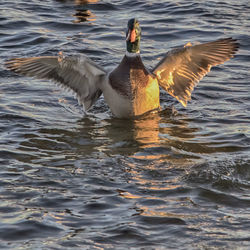 Close-up of ducks swimming on lake