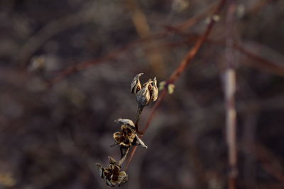 Close-up of insect on plant