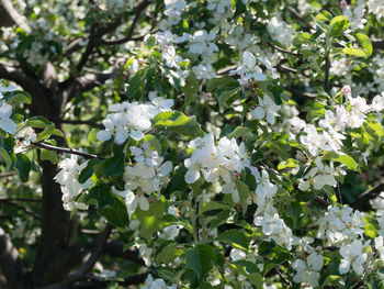 Close-up of white cherry blossoms in spring