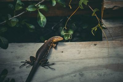 High angle view of lizard on table