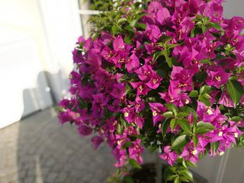 Close-up of pink flowers