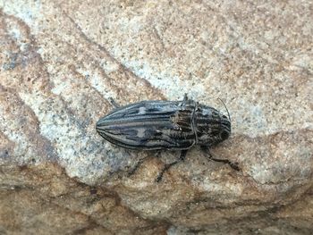 Close-up of insect on rock