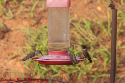 Hummingbirds 