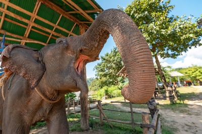 Close-up of elephant