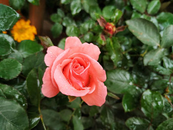 Close-up of wet rose