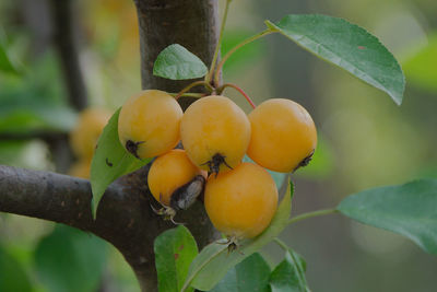 Close-up of fruit growing on tree