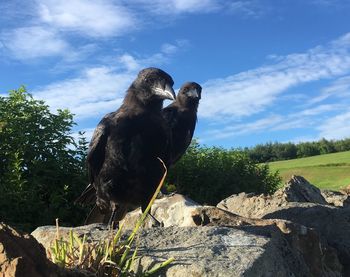 Bird perching on tree against sky