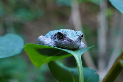 Close-up of frog on leaf