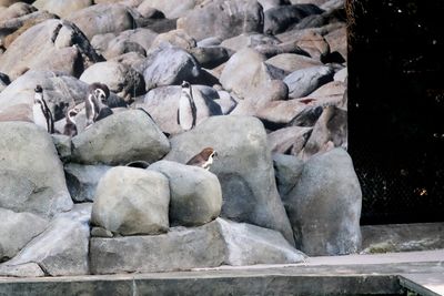 View of birds on rocks