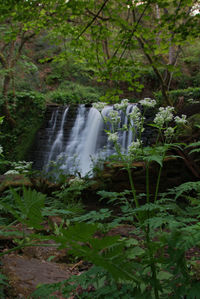 Scenic view of waterfall in forest