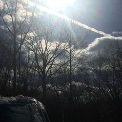 Bare trees against sky