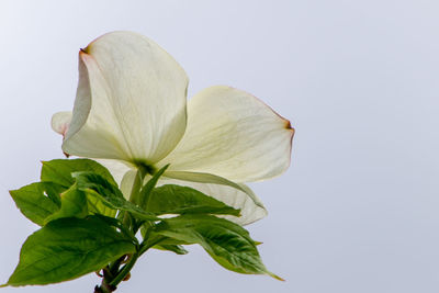 Close-up of plant against white background