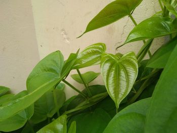 Close-up of leaves against wall