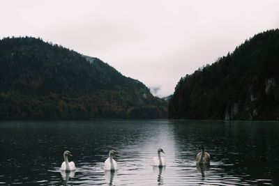 Bird flying over lake