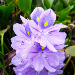 Close-up of purple flowering plant