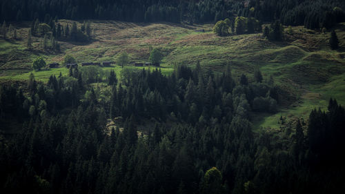 Scenic view of forest