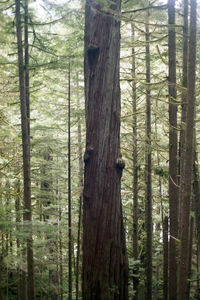 Trees in forest