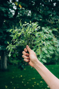 Green bush of wild forest blueberry plant with berries in woman's hand over garden background.