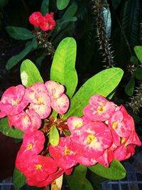 Close-up of pink flowers blooming outdoors