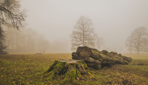 Scenic view of trees on field against sky