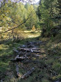 View of trees in forest