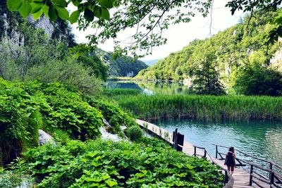 Scenic view of lake by trees