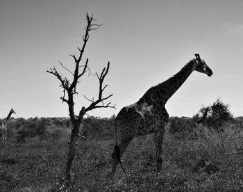 View of dead tree on field against sky