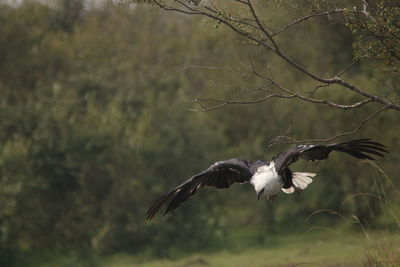 Bird flying over tree