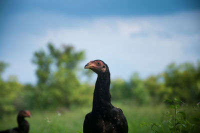 Close-up of bird against sky