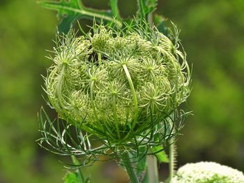 Close-up of green plant