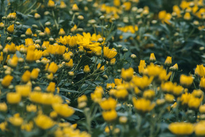 Close-up of yellow flowering plant on field