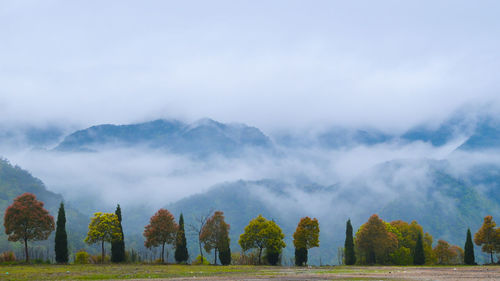 Panoramic shot of trees on field in foggy weather