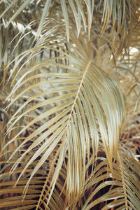 Detail shot of palm leaf