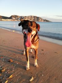 Portrait of dog on beach