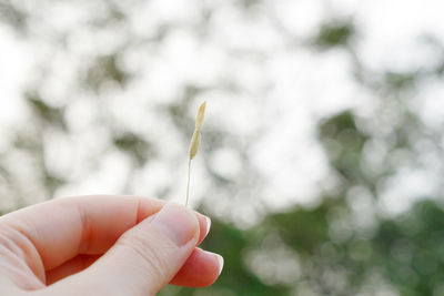 Close-up of hand holding small plant