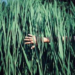 Woman touching plants on field