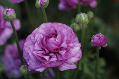 Close-up of pink rose