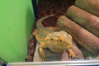 Close-up of a lizard