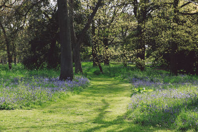 Trees growing on field