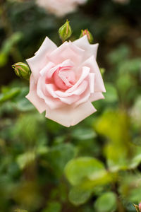 Close-up of pink rose