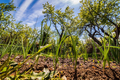 Plants growing on field against sky