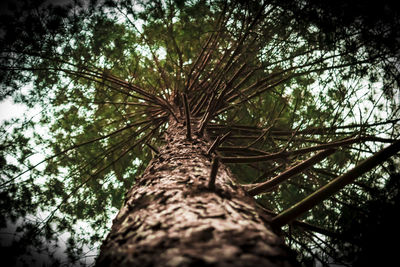 Low angle view of tree in forest