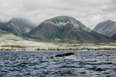 View of humpback whale fin in sea against mountain range