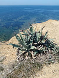 Plants growing on sea shore against sky